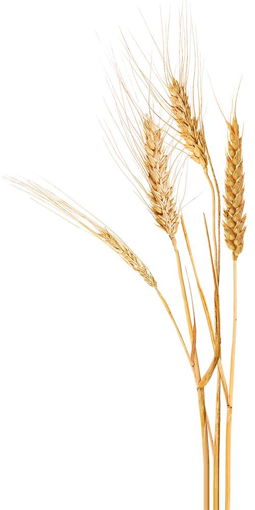 paine-schwartz-wheat
